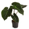 Pfeilblatt - Alocasia Baginda 'Pink Dragon' -Elho Aussenbereich Geschaft 8742082 WE FS 001 AlocasiaPinkDragonT11
