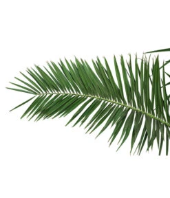 XXL Kanarische Dattelpalme, Ca. 170 Cm -Elho Aussenbereich Geschaft 8753063 PR DE 001 XXLKanarischeDattelpalme70L