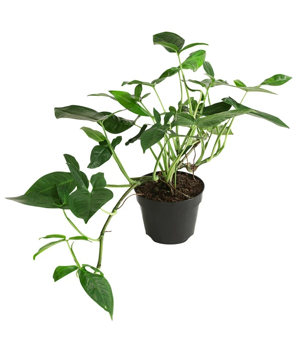 Purpurtute - Syngonium Podophyllum 'Trileaf Wonder' 3 Purpurtute - Syngonium Podophyllum 'Trileaf Wonder'