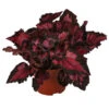 Blattbegonie - Begonia Rex-Hybride 'Inca Night' -Elho Aussenbereich Geschaft 8761025 WE FS 001 BegoniaIncaNight Blattbegonie