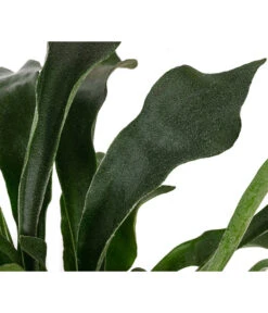 Geweihfarn - Platycerium Bifurcatum 7 Geweihfarn - Platycerium Bifurcatum -Elho Aussenbereich Geschaft 8764888 WE DE 002 PlatyceriumBifurcatumT12