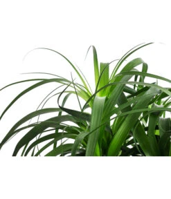 Elefantenfuß, In Seegras-Korb 9 Elefantenfuß, In Seegras-Korb -Elho Aussenbereich Geschaft 8772998 WE DE 001 BeaucarneaT24 MonatsangebotJanuar2022 DehnerExpressHerzig