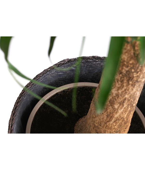 Elefantenfuß, In Seegras-Korb 5 Elefantenfuß, In Seegras-Korb – Bild 3