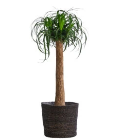 Elefantenfuß, In Seegras-Korb