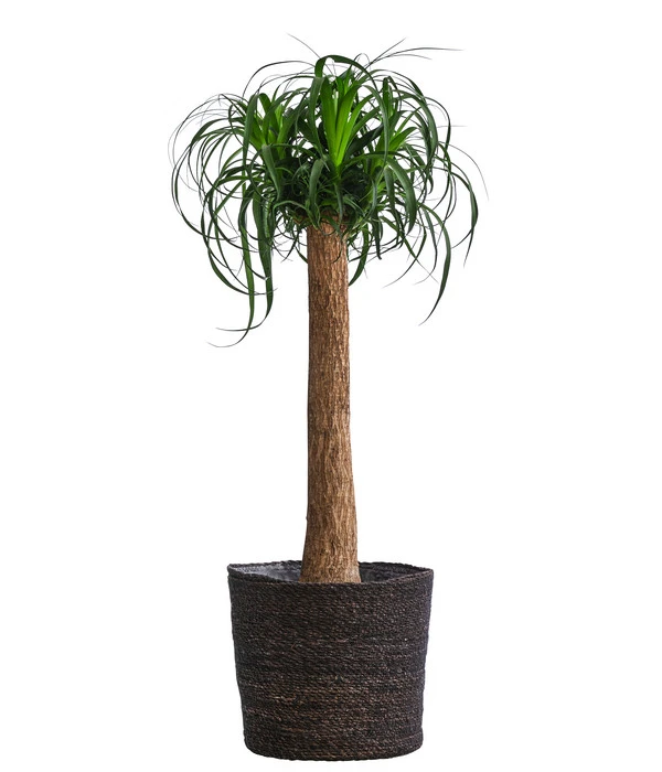 Elefantenfuß, In Seegras-Korb 3 Elefantenfuß, In Seegras-Korb