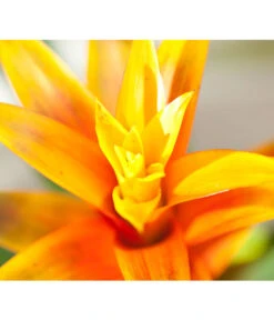 Vriesea - Bromelia Cultivars, Verschiedene Sorten -Elho Aussenbereich Geschaft 8774564 8209603 WE DE 001 BromeliaVrieseaUveSauer