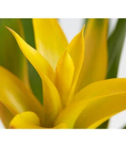 Vriesea - Bromelia Cultivars, Verschiedene Sorten -Elho Aussenbereich Geschaft 8774564 PR DE 001 VriesiaGelbOrangeMixT9DehnerExpressZS