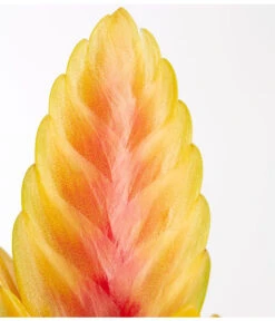 Vriesea - Bromelia Cultivars, Verschiedene Sorten -Elho Aussenbereich Geschaft 8774564 PR DE 002 VriesiaGelbOrangeMixT9DehnerExpressZS