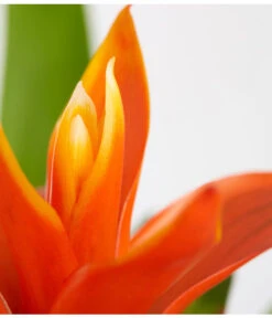 Vriesea - Bromelia Cultivars, Verschiedene Sorten -Elho Aussenbereich Geschaft 8774564 PR DE 003 VriesiaGelbOrangeMixT9DehnerExpressZS