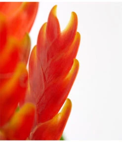 Vriesea - Bromelia Cultivars, Verschiedene Sorten -Elho Aussenbereich Geschaft 8774564 PR DE 004 VriesiaGelbOrangeMixT9DehnerExpressZS