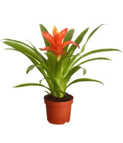 Vriesea - Bromelia Cultivars, Verschiedene Sorten -Elho Aussenbereich Geschaft 8774564 PR FS 002 VriesiaGelbOrangeMixT9DehnerExpressZS