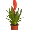 Vriesea - Bromelia Cultivars, Verschiedene Sorten -Elho Aussenbereich Geschaft 8774564 PR FS 004 VriesiaGelbOrangeMixT9DehnerExpressZS