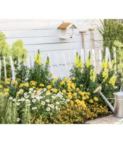 Strohblume, Verschiedene Farben -Elho Aussenbereich Geschaft 8803926 WE MO 001 AntirrhinumMSanvitaliaTagetesBractheantha2021GC09 1