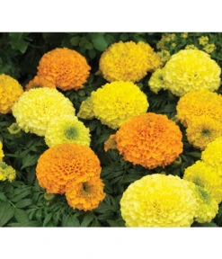 Studentenblume, Großblumig, Verschiedene Sorten -Elho Aussenbereich Geschaft 8807117 WE DE 002 AntiguaYellowMoonstruckDeepOrangeSyngenta