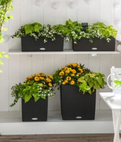 Strohblume, Verschiedene Farben -Elho Aussenbereich Geschaft 8809592 8824500 WE MO 001 SuteraSchneefloeckchenWeiss GC07 2022 01