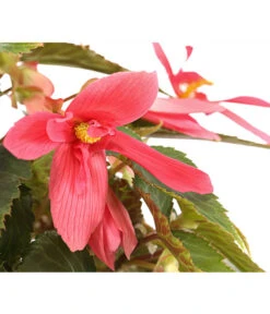 Hängebegonie, Verschiedene Sorten 21 Hängebegonie, Verschiedene Sorten -Elho Aussenbereich Geschaft 8809741 PR DE 001 HaengebegonieBoliviensisT12DehnerExpressHerzig