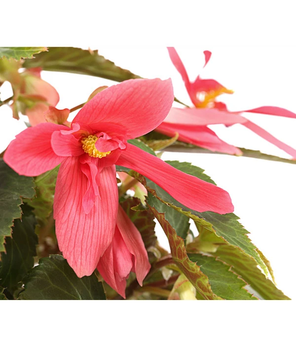 Hängebegonie, Verschiedene Sorten 12 Hängebegonie, Verschiedene Sorten – Bild 10