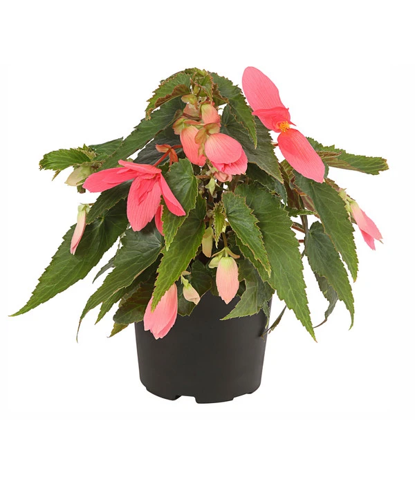 Hängebegonie, Verschiedene Sorten 6 Hängebegonie, Verschiedene Sorten – Bild 4