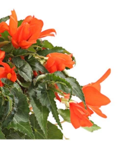 Hängebegonie, Verschiedene Sorten 19 Hängebegonie, Verschiedene Sorten -Elho Aussenbereich Geschaft 8809741 WE DE 001 HaengebegonieBegoniaBoliviensisT12OWDehnerExpressHerzig