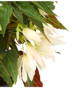 Hängebegonie, Verschiedene Sorten 20 Hängebegonie, Verschiedene Sorten -Elho Aussenbereich Geschaft 8809741 WE DE 002 HaengebegonieBoliviensisDehner