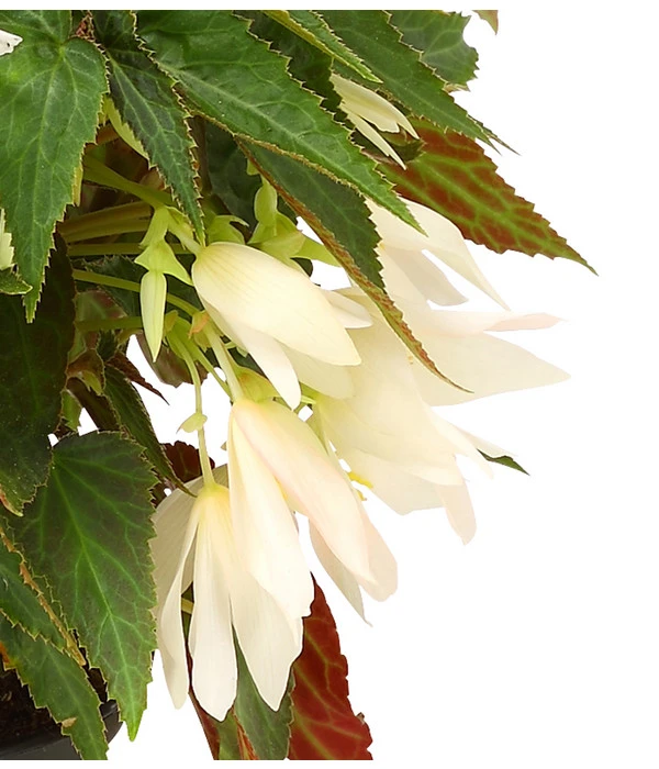 Hängebegonie, Verschiedene Sorten 11 Hängebegonie, Verschiedene Sorten – Bild 9