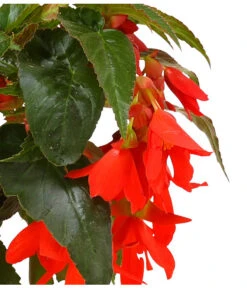 Hängebegonie, Verschiedene Sorten 18 Hängebegonie, Verschiedene Sorten -Elho Aussenbereich Geschaft 8809741 WE DE 003 HaengebegonieBoliviensisDehner