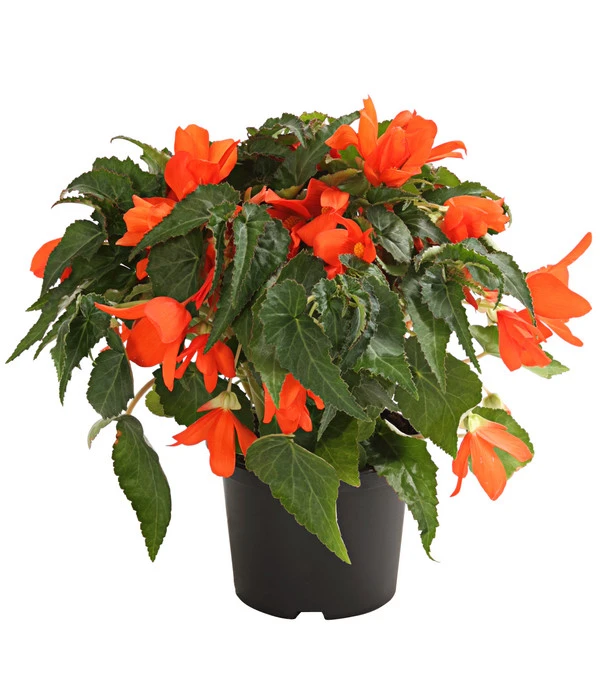 Hängebegonie, Verschiedene Sorten 4 Hängebegonie, Verschiedene Sorten – Bild 2