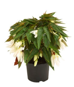 Hängebegonie, Verschiedene Sorten 14 Hängebegonie, Verschiedene Sorten -Elho Aussenbereich Geschaft 8809741 WE FS 002 HaengebegonieBoliviensisDehner