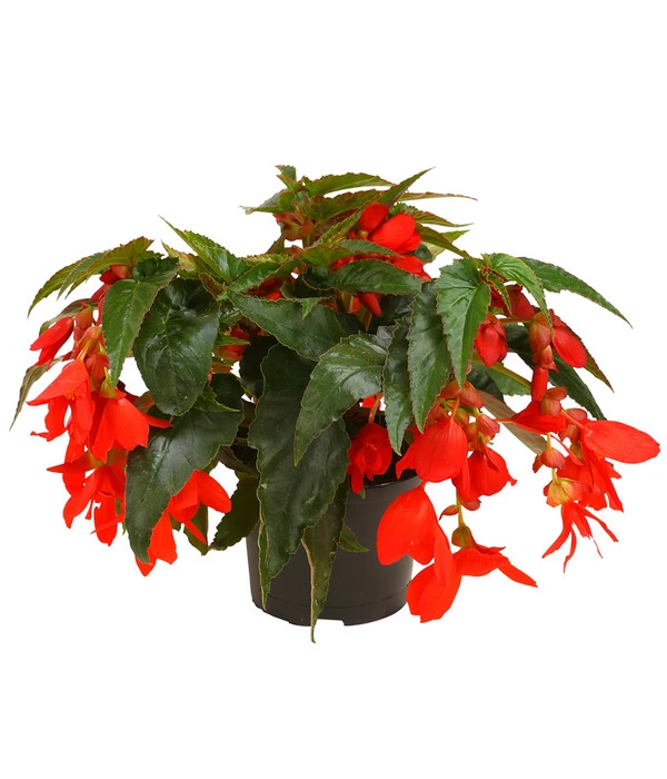 Hängebegonie, Verschiedene Sorten 3 Hängebegonie, Verschiedene Sorten