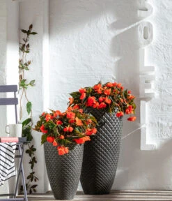 Hängebegonie, Verschiedene Sorten 16 Hängebegonie, Verschiedene Sorten -Elho Aussenbereich Geschaft 8809741 WE MO 001 BegoniaBoliviensis GC06 2022 02