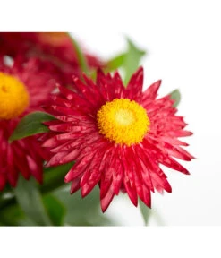 Strohblume, Verschiedene Farben -Elho Aussenbereich Geschaft 8809881 PR DE 001 BracteanthaHelichrysumCultivarsStrohblumeDehnerExpressZS