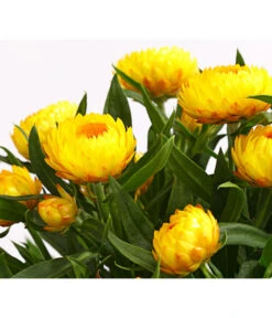 Strohblume, Verschiedene Farben -Elho Aussenbereich Geschaft 8809881 PR DE 001 StrohblumeHelichrysumCultivarsT12MixDehnerExpressHerzig