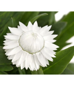 Strohblume, Verschiedene Farben -Elho Aussenbereich Geschaft 8809881 PR DE 003 BracteanthaT12StrohblumeDehnerExpressHerzig