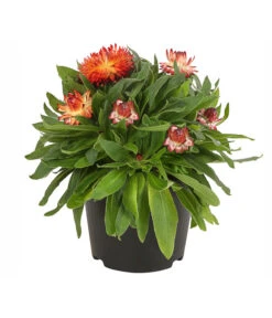 Strohblume, Verschiedene Farben -Elho Aussenbereich Geschaft 8809881 PR FS 001 BracteanthaT12StrohblumeDehnerExpressHerzig