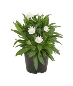 Strohblume, Verschiedene Farben -Elho Aussenbereich Geschaft 8809881 PR FS 003 BracteanthaT12StrohblumeDehnerExpressHerzig