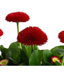 Gänseblümchen, Gefüllt -Elho Aussenbereich Geschaft 8810079 PR DE 002 BellisGefuelltT11DehnerExpressHerzig