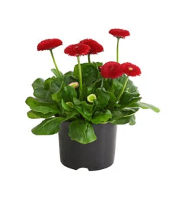 Gänseblümchen, Gefüllt -Elho Aussenbereich Geschaft 8810079 PR FS 002 BellisGefuelltT11DehnerExpressHerzig