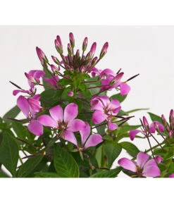 Spinnenpflanze 'Rosa' -Elho Aussenbereich Geschaft 8810574 PR DE 001 CleomeRosaSenoritaRosalitaSpinnenpflanzeDehnerExpressHerzig