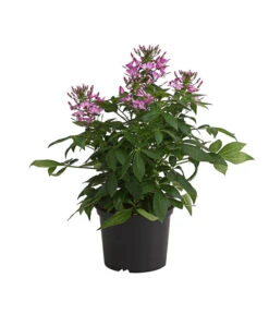 Spinnenpflanze 'Rosa'