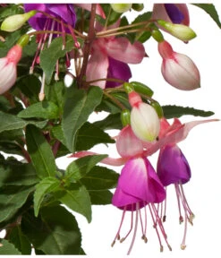 Fuchsie, Stehend, Verschiedene Farben -Elho Aussenbereich Geschaft 8812505 WE DE 001 FuchsieStehendDehnerExpressWunderlich