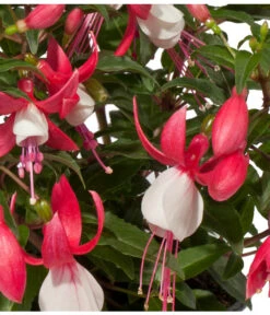 Fuchsie, Stehend, Verschiedene Farben -Elho Aussenbereich Geschaft 8812505 WE DE 002 Fuchsia DehnerExpressWunderlich
