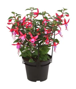 Fuchsie, Stehend, Verschiedene Farben -Elho Aussenbereich Geschaft 8812505 WE FS 001 FuchsiaFuchsiestehendT12