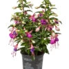 Fuchsie, Stehend, Verschiedene Farben -Elho Aussenbereich Geschaft 8812505 WE FS 001 Fuchsia DehnerExpressWunderlich