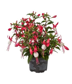 Fuchsie, Stehend, Verschiedene Farben -Elho Aussenbereich Geschaft 8812505 WE FS 002 Fuchsia DehnerExpressWunderlich