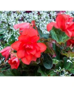 Knollenbegonie, Verschiedene Farben 18 Knollenbegonie, Verschiedene Farben -Elho Aussenbereich Geschaft 8815110 PR MO 001 BegoniaBegonieBGALucknerMai2017