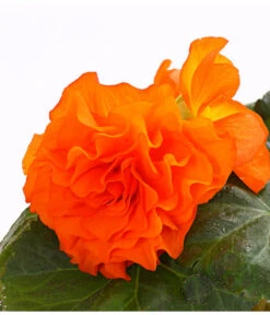 Knollenbegonie, Verschiedene Farben 19 Knollenbegonie, Verschiedene Farben -Elho Aussenbereich Geschaft 8815110 WE DE 001 KnollenbegonieBegoniaTuberhybridaT12OWDehnerExpressHerzig