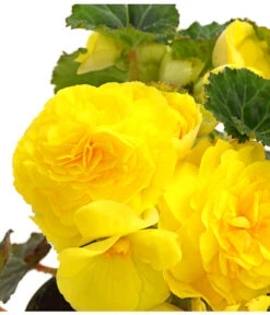 Knollenbegonie, Verschiedene Farben 20 Knollenbegonie, Verschiedene Farben -Elho Aussenbereich Geschaft 8815110 WE DE 002 KnollenbegonieBegoniaTuberhybridaT12OWDehnerExpressHerzig