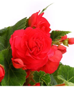 Knollenbegonie, Verschiedene Farben 21 Knollenbegonie, Verschiedene Farben -Elho Aussenbereich Geschaft 8815110 WE DE 003 KnollenbegonieBegoniaTuberhybridaT12OWDehnerExpressHerzig