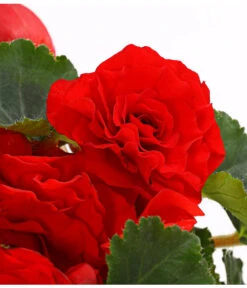 Knollenbegonie, Verschiedene Farben 22 Knollenbegonie, Verschiedene Farben -Elho Aussenbereich Geschaft 8815110 WE DE 004 KnollenbegonieBegoniaTuberhybridaT12OWDehnerExpressHerzig