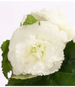 Knollenbegonie, Verschiedene Farben 23 Knollenbegonie, Verschiedene Farben -Elho Aussenbereich Geschaft 8815110 WE DE 005 KnollenbegonieBegoniaTuberhybridaT12OWDehnerExpressHerzig